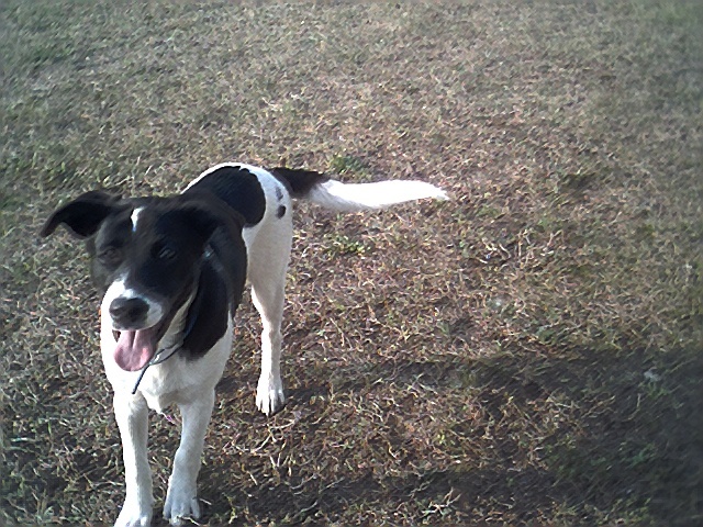 franky