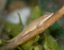 green anole