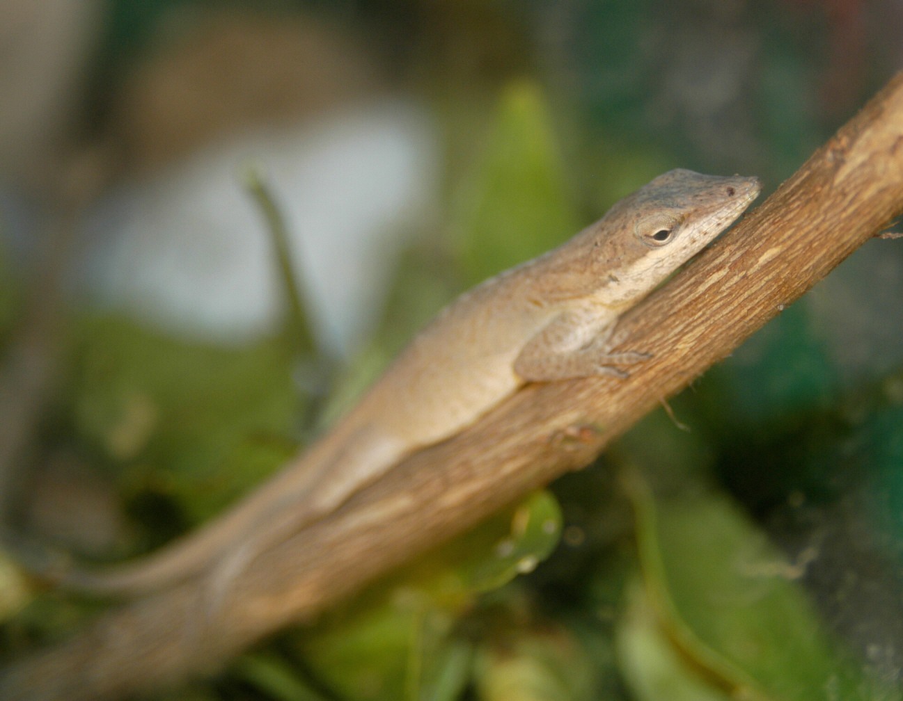 green anole