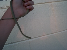 smooth green snake