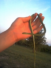 smooth green snake