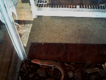 skink