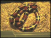 1999 F Het Albino 50/50 Campbelli X Nelsoni