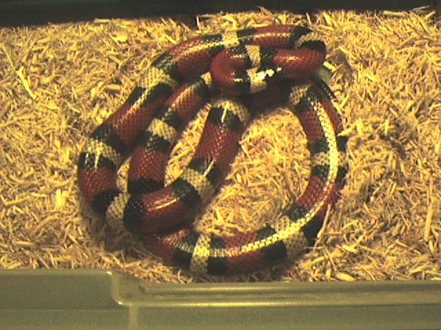 1999 F Het Albino 50/50 Campbelli X Nelsoni