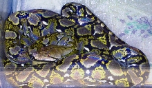Clark Line "RETIC"