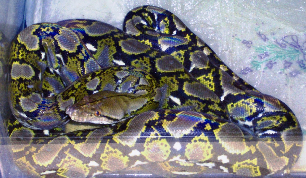 Clark Line "RETIC"