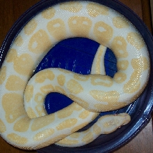 Ball Python Sharps Line "ALBINO" Breeder