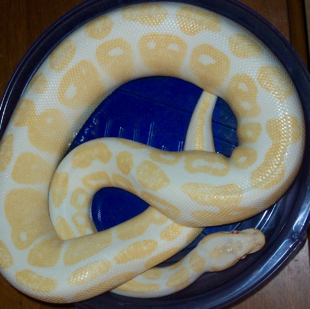 Ball Python Sharps Line "ALBINO" Breeder