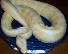 Sharps Line "ALBINO" Breeder