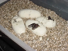 Twin VPI axanthic hets