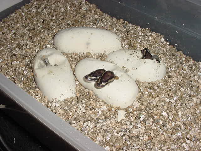 Twin VPI axanthic hets