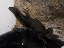 female togianus...filling out nicely..
