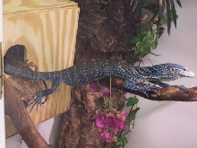 ovulating V. macraei