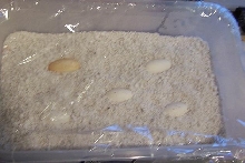 V. macraei eggs