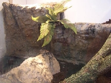 Togian Water Monitor Enclosure