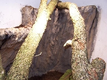 tog cage 3