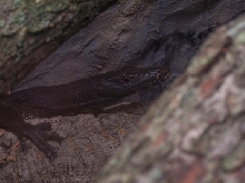 Togian female