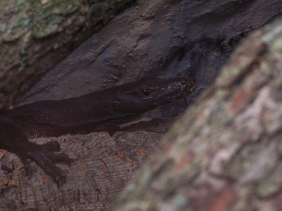 Togian female