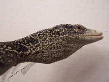 varanus boehmei