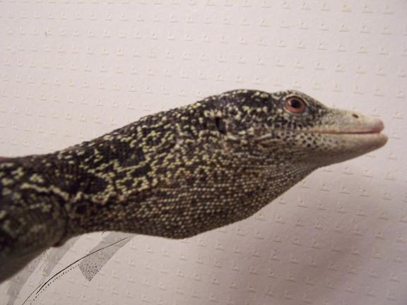 varanus boehmei