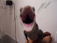 varanus boehmei