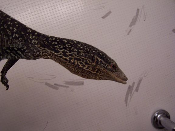 varanus boehmei