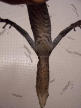 varanus boehmei