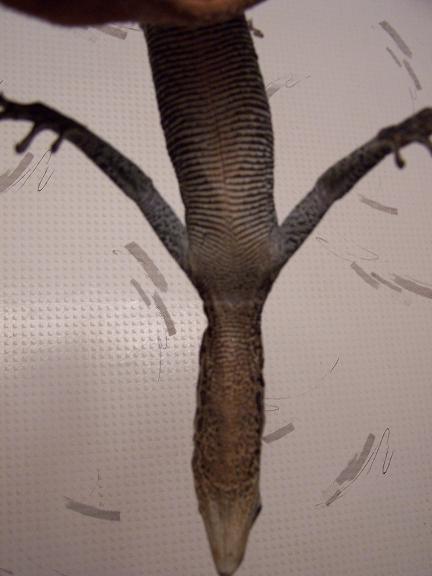 varanus boehmei