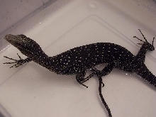 varanus boehmei