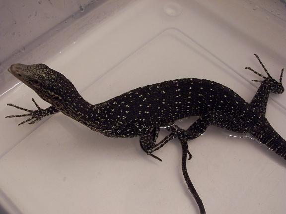 varanus boehmei