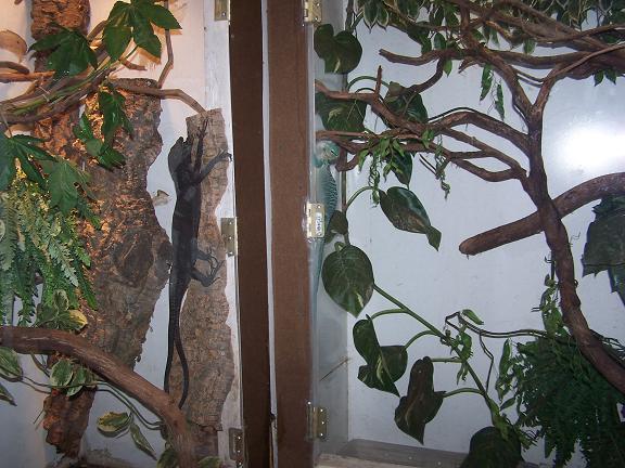 beccarii copulating w/prasinus peeping