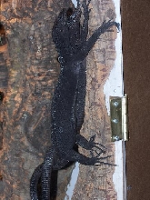 beccarii copulating