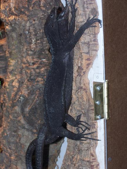 beccarii copulating
