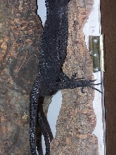 beccarii copulating