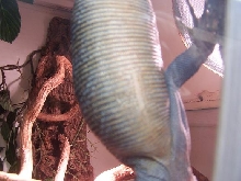 belly full of eggs