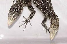 Varanus boehmei  sex comparison