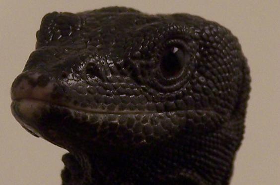 Varanus beccari super closeup