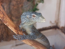 Female Blue Tree Monitor