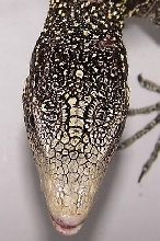 Varanus boehmei head scalation