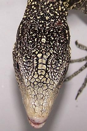 Varanus boehmei head scalation