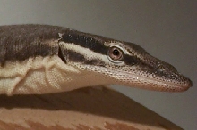 head shot of a V. glauerti