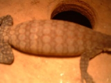 gravid V. glauerti
