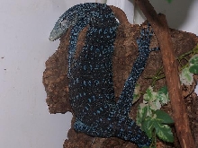 gravid V. macraei