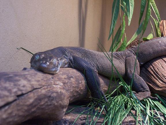 bronx zoo mertensi