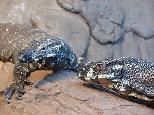 bronxzoo laces