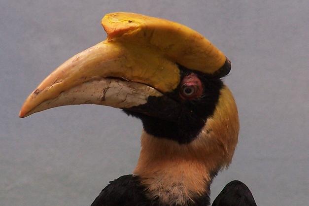 bronxzoo hornbill
