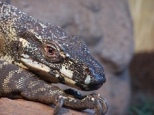 bronxzoo male varius