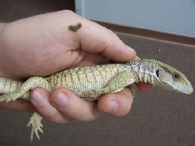 pastel bosc monitor