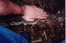 sal5