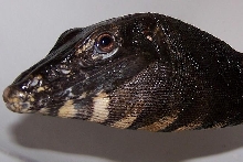 Varanus salvator togianus